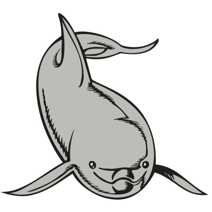 BAW DOLPHIN 02 RC Vignette