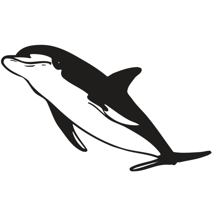 AR DOLPIN 13 RC Vignette