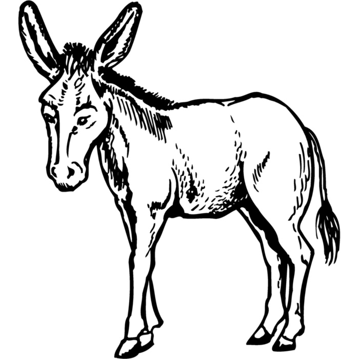 BURRO001 Vignette