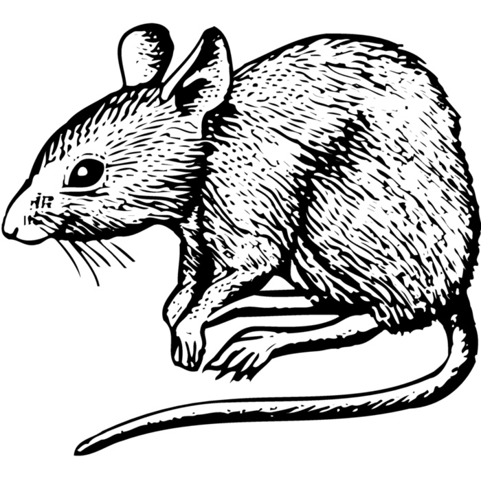MOUSE001 Vignette