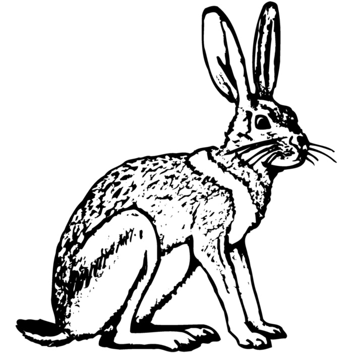RABB005 Vignette
